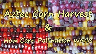Aztec Corn Harvest & How Corn Pollination Works