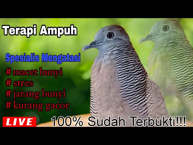 TERAPI PERKUTUT TERBAIK: Specialis Mengatasi Perkutut Malas Bunyi , Stres , Macet , Jarang Bunyi class=