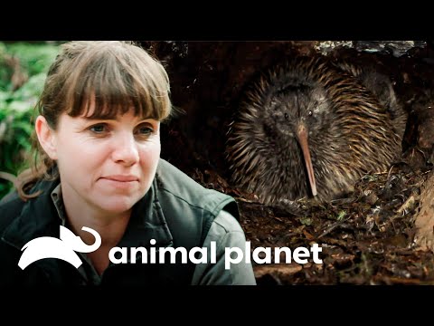 Video: Dónde encontrar el pájaro kiwi en Nueva Zelanda