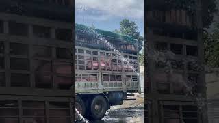 Piggies Taking A Shower In Vietnam