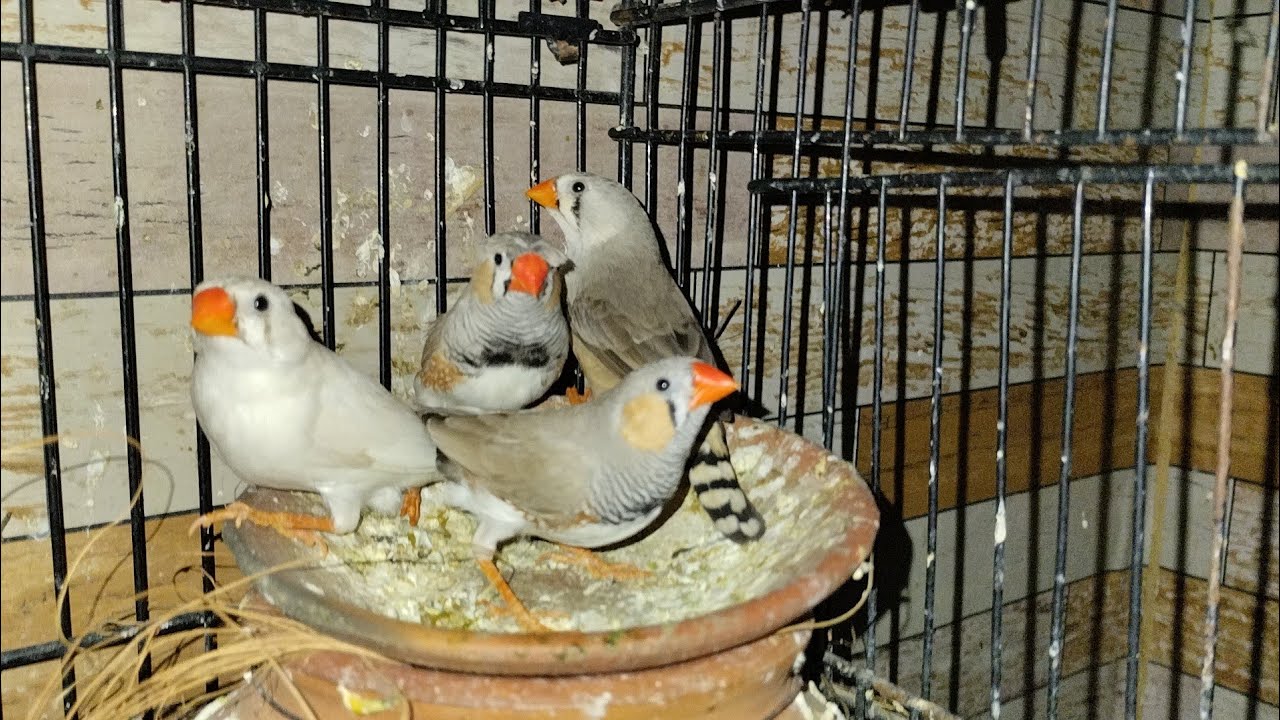 Complete visit of Finches aviary| finches aviary progress| finches new ...