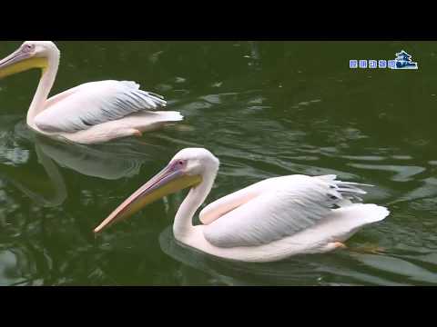 【动物萌宠一起来】冬天游泳不怕冷？