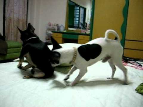 2 Chihuahuas - Stop Bugging Me! 吉娃娃~ 請別煩我了 XD