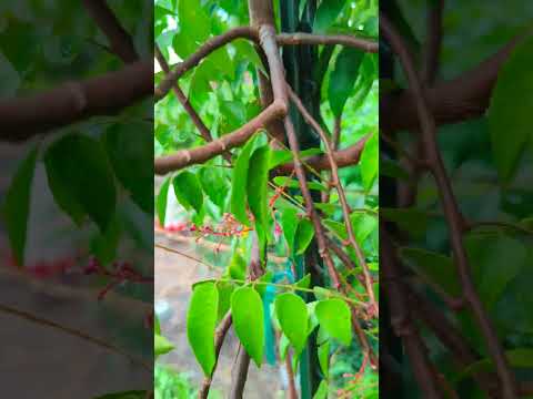 Starfruit finally blossoming! woohoo!