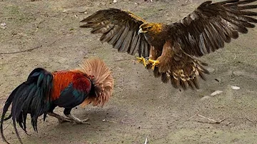 ¿Por qué Nadie Debe Meterse Con Los Gallos? ¡Increíble lucha de gallos y gallinas contra cazadores!