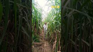42inch sugercane ka sandaar plot#suryafarming #agriculture #farmer