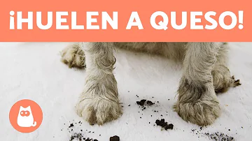 ¿Por qué las patas de mi perro huelen a Fritos?