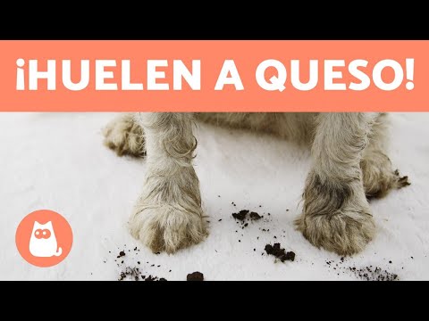 Video: Aquí está la razón por la que los pies de su perro huelen a fritos