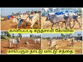 காளிப்பட்டி கந்தசாமி கோவில் திருவிழா மாட்டு சந்தை| Kalipatti Kandasamy Temple Festival Cattle Market