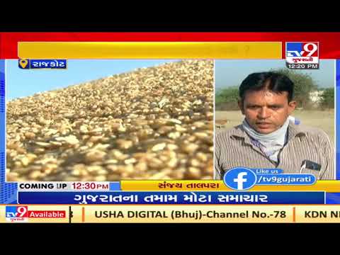 Rajkot: Farmers dissatisfied with low rates of Wheat at marketyards | TV9Gujaratinews