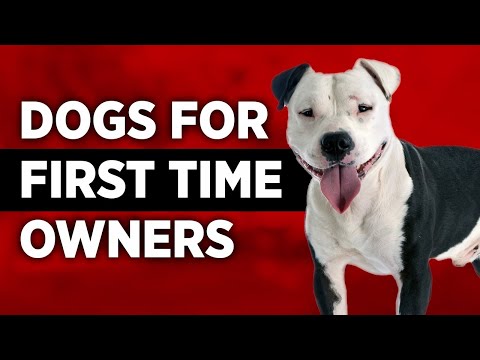 Video: 10 razas de perros que pueden ser un desafío adicional para los propietarios primerizos