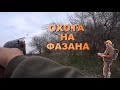 ОХОТА НА ФАЗАНА.  ОХОТА НА ЗАЙЦА. ПЕРВЫЙ  ДЕНЬ.