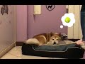 Cosa starà sognando il mio Shiba?