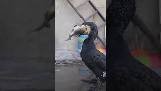 Great Cormorant Eats The Whole Fish Instantly