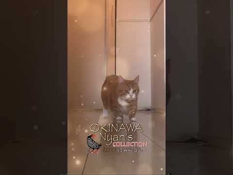にゃんコレ沖縄 #短足マンチカン#スコティッシュフォールド #cat #shorts