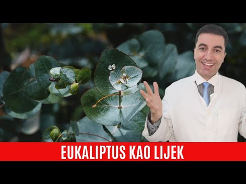 Video: Gdje mogu nabaviti pravi eukaliptus?