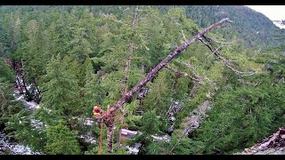 Grappling Between Trees at 200ft off the ground