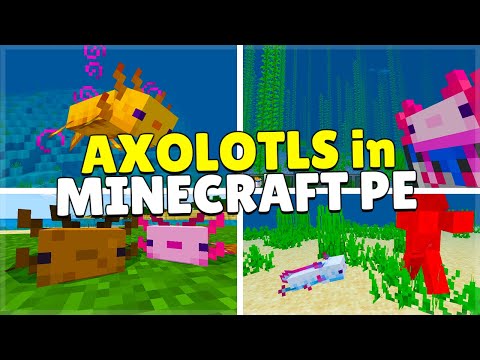 We added Axolotls to Minecraft PE before the Devs (Mobile, Xbox, PC, Switch, PS4)