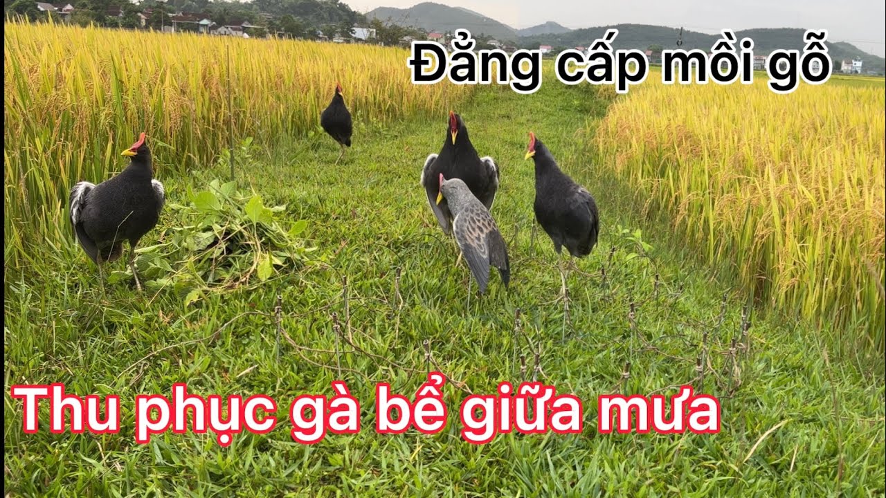 Bẫy gà đồng (cúm núm) bằng mồi gỗ. Bất chấp trời mưa bẫy bằng được con gà bể đen xì