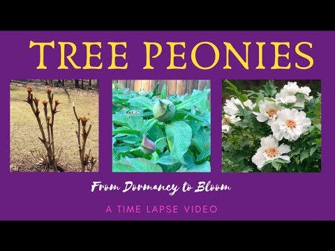 TREE PEONIES: A TIME LAPSE VIDEO FROM DORMANCY TO BLOOM