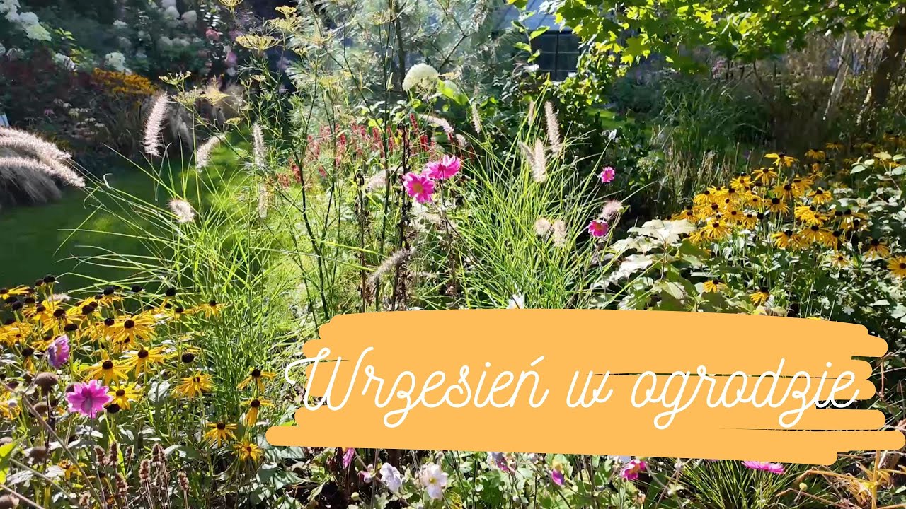 Niezawodne rośliny kwitnące we wrześniu 🌱 Spacer po ogrodzie