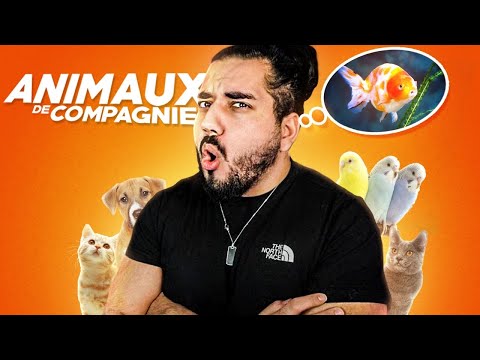 Quel Genre D’Animal Êtes-Vous Question D’Entrevue