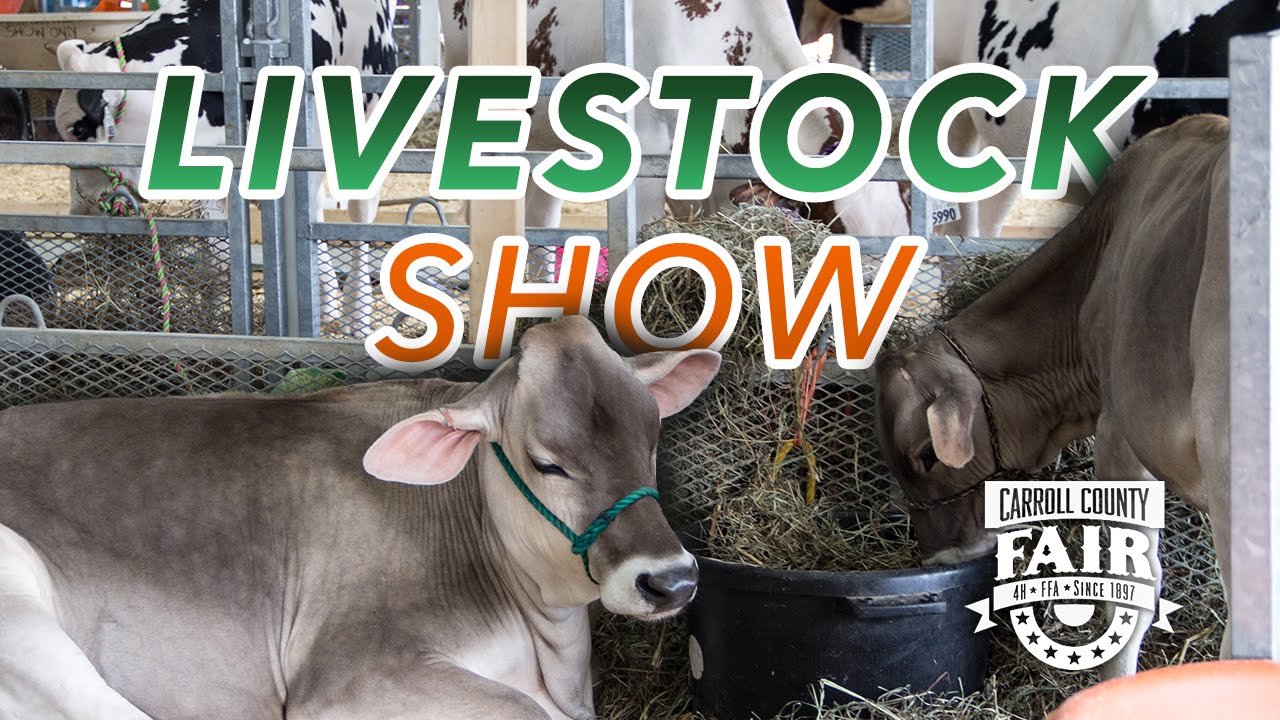Carroll County 4H & FFA Fair 2015 Livestock Show YouTube