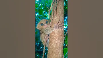 kera hantu/monyet hantu,jarang sekali dijumpa,kera hantu aktif di malam hari.#kerahantu#shorts