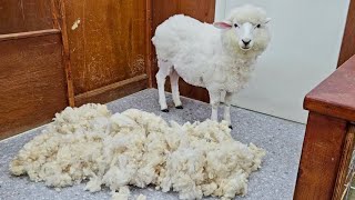 A Sheep Haircut and Bath