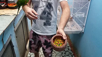 O que dar de comer para maritaca?