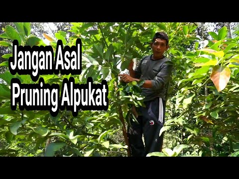 Pemangkasan pohon alpukat