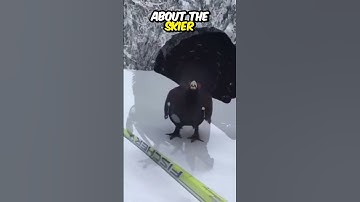 Skier Meets Capercaillie In The Snowy Woods
