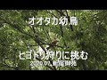 オオタカ幼鳥　狩りに挑む!!　2020.07　新宿御苑　4K