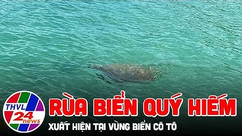 Rùa biển quý hiếm xuất hiện tại vùng biển Cô Tô