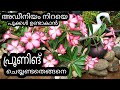 അഡീനിയം പ്രൂണിങ് ചെയ്യണ്ടതെങ്ങനെ /How to prune Adenium plant in Malayalam...