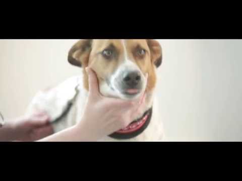 Video: Mikä on virtsakivitauti koirilla?