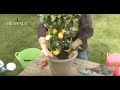 Cultiver ses citrons   conseils pour planter et entretenir un citronnier agrumestruffaut