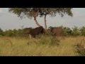 Elephants strolling with their calf's in the Kruger National Park