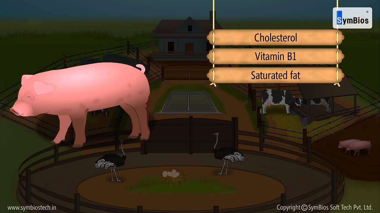 Food from animals - YouTube