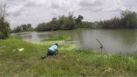 [TRAILER] ĐI CÂU CÁ SÔNG Ở GÒ CÔNG TIỀN GIANG VỚI MỒI CÂU CÁ SÔNG HUYNH KHOA