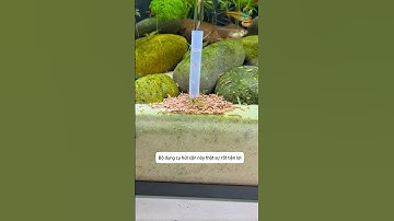 Giữ cho nước luôn sạch với bộ dụng cụ hút cặn thông minh #aquatic #shorts