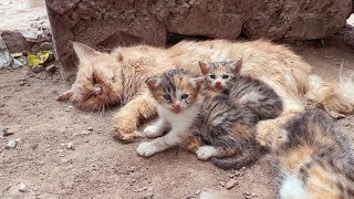 Three kittens who had lost their mother were hiding in fear when we came to help