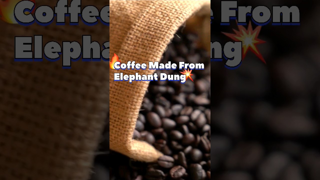 Discover the World's Most Expensive Coffee Made from Elephant Dung