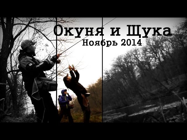 Окуня и Щука.Ноябрь 2014.