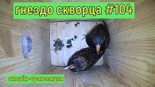 #гнезда_скворца № 104. День 7 мая 2024 года. #онлайн