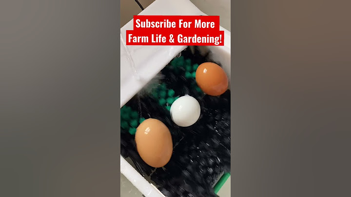 World’s FASTEST Egg Washer!