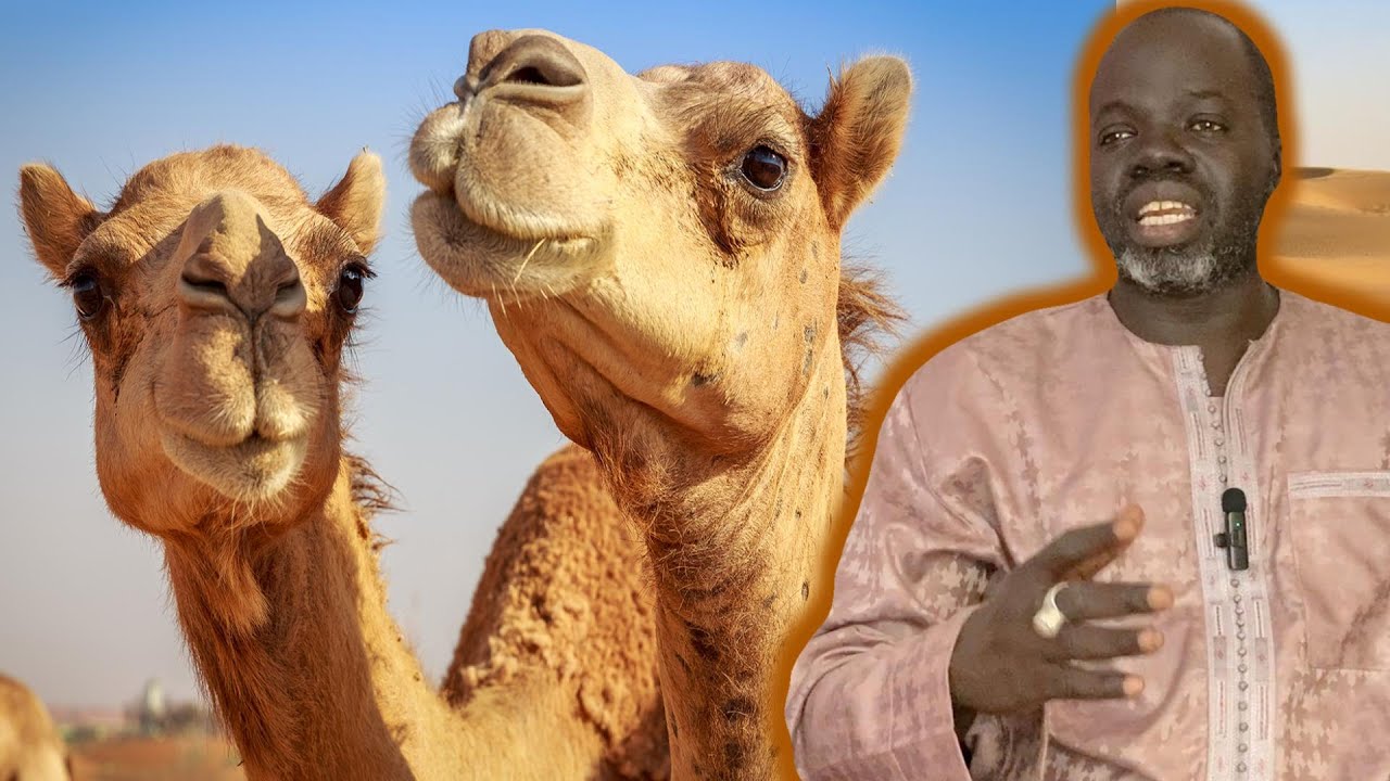 🐫Ndiarignou Guiléme si wérgui yaram ( Les secrets du Chameau🐫 ) Pr Ousmane Ndiaye - SAMA XALAAT TV