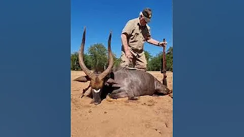 Sable hunt South Africa @steelegamesafaris