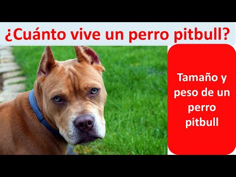 Cuanto vive un perro pitbull hqdefault