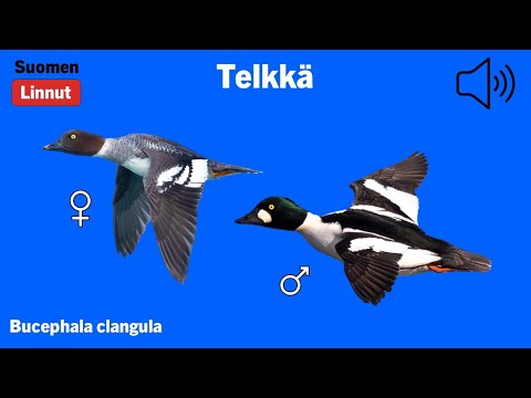 Telkkä - Bucephala